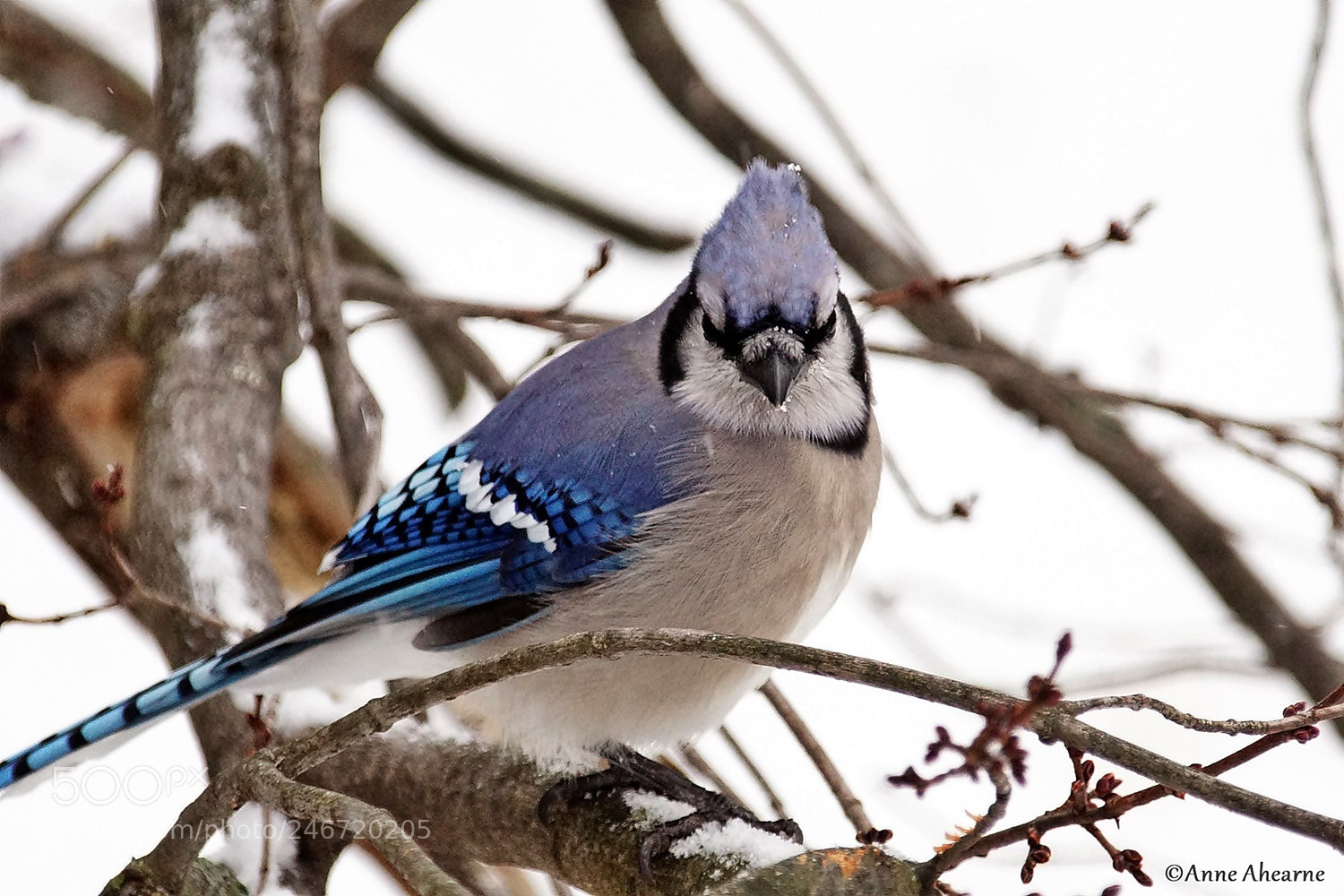 Sony ILCA-77M2 sample photo. Blue jay photography