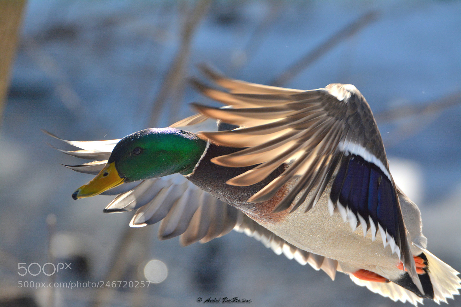 Nikon D7100 sample photo. Mallard duck photography