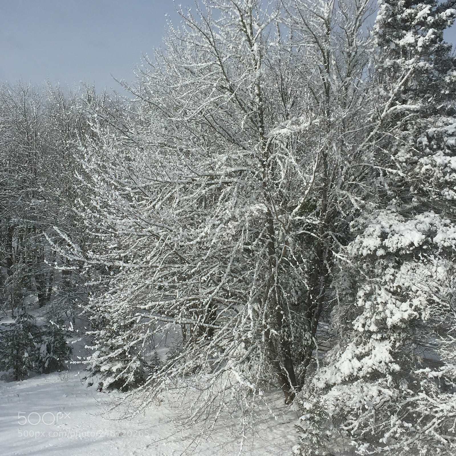 Apple iPhone 6 sample photo. Fluffy snow photography