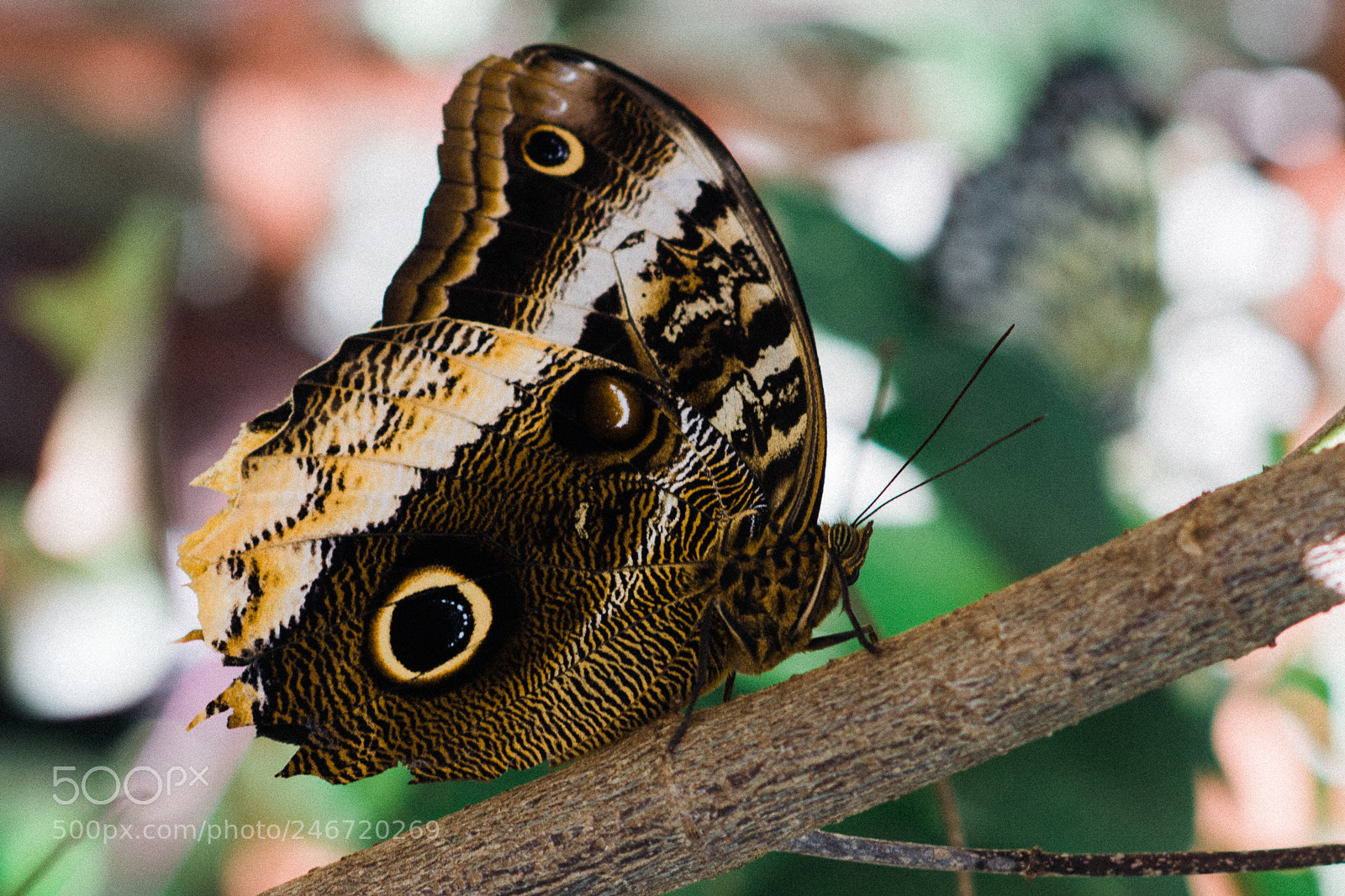 Nikon D7100 sample photo. Hello there mr owl photography
