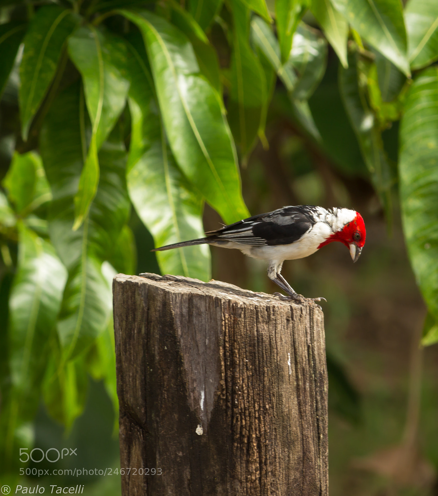 Canon EOS 1200D (EOS Rebel T5 / EOS Kiss X70 / EOS Hi) sample photo. Cardeal-do-nordeste photography