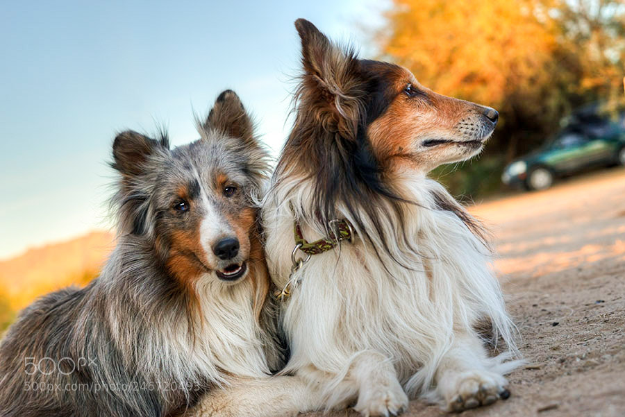 Nikon D800E sample photo. Two shelties photography