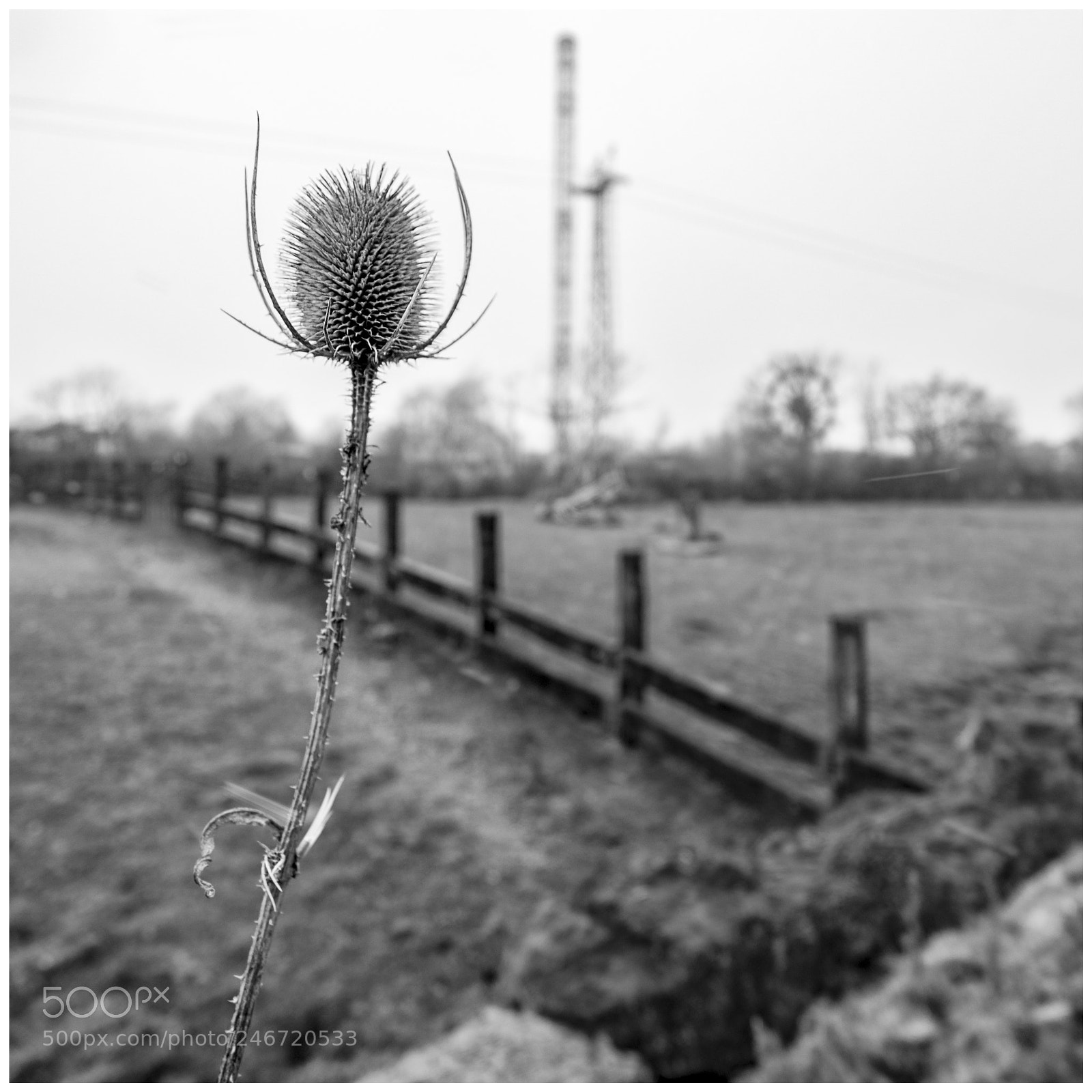 Sony a7 sample photo. Thistle mercy photography