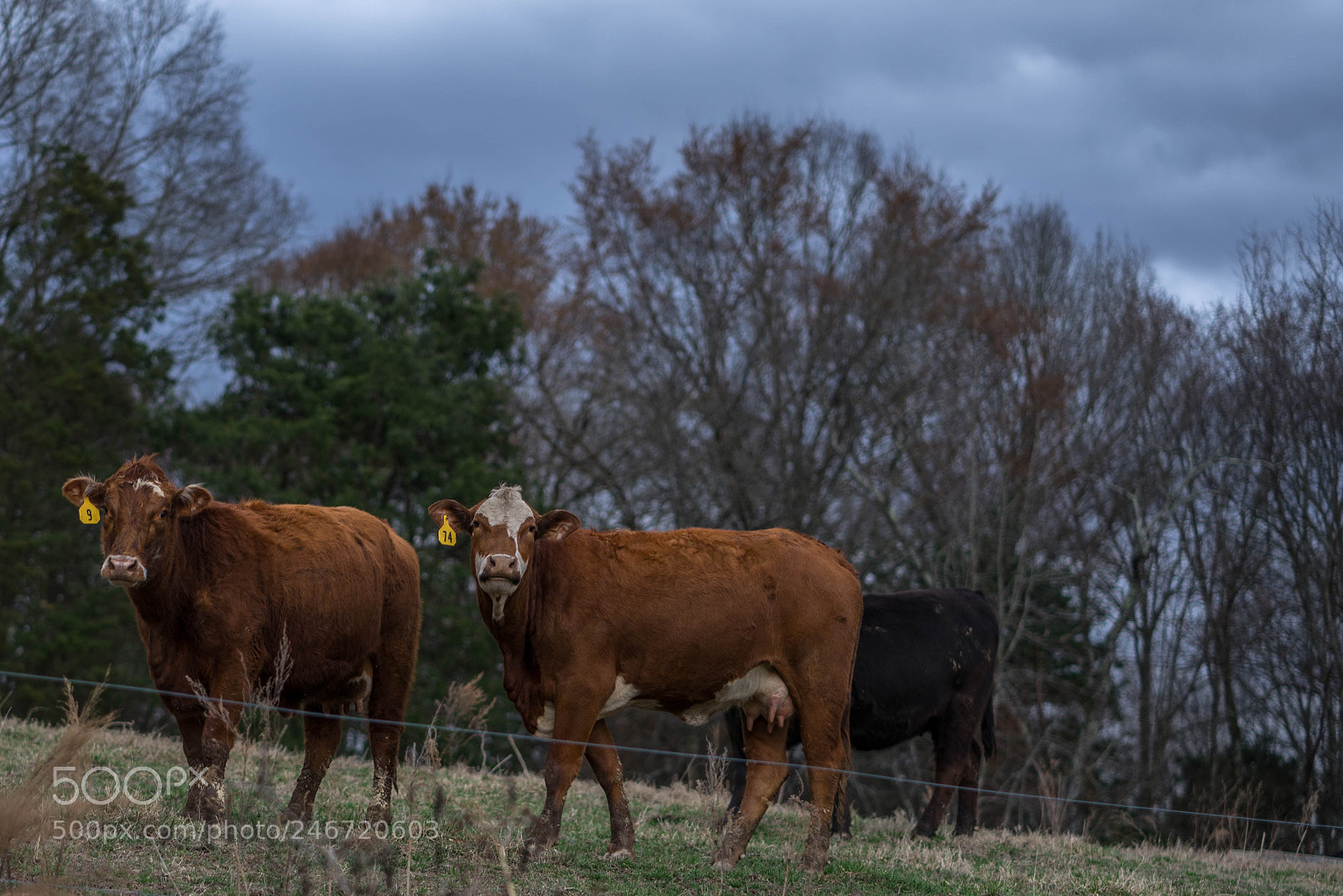 Sony a7 II sample photo. Looking at you photography