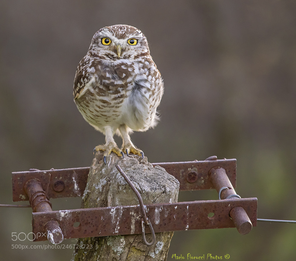 Canon EOS 7D Mark II sample photo. Yellow eyes ( burrowing owl ) photography