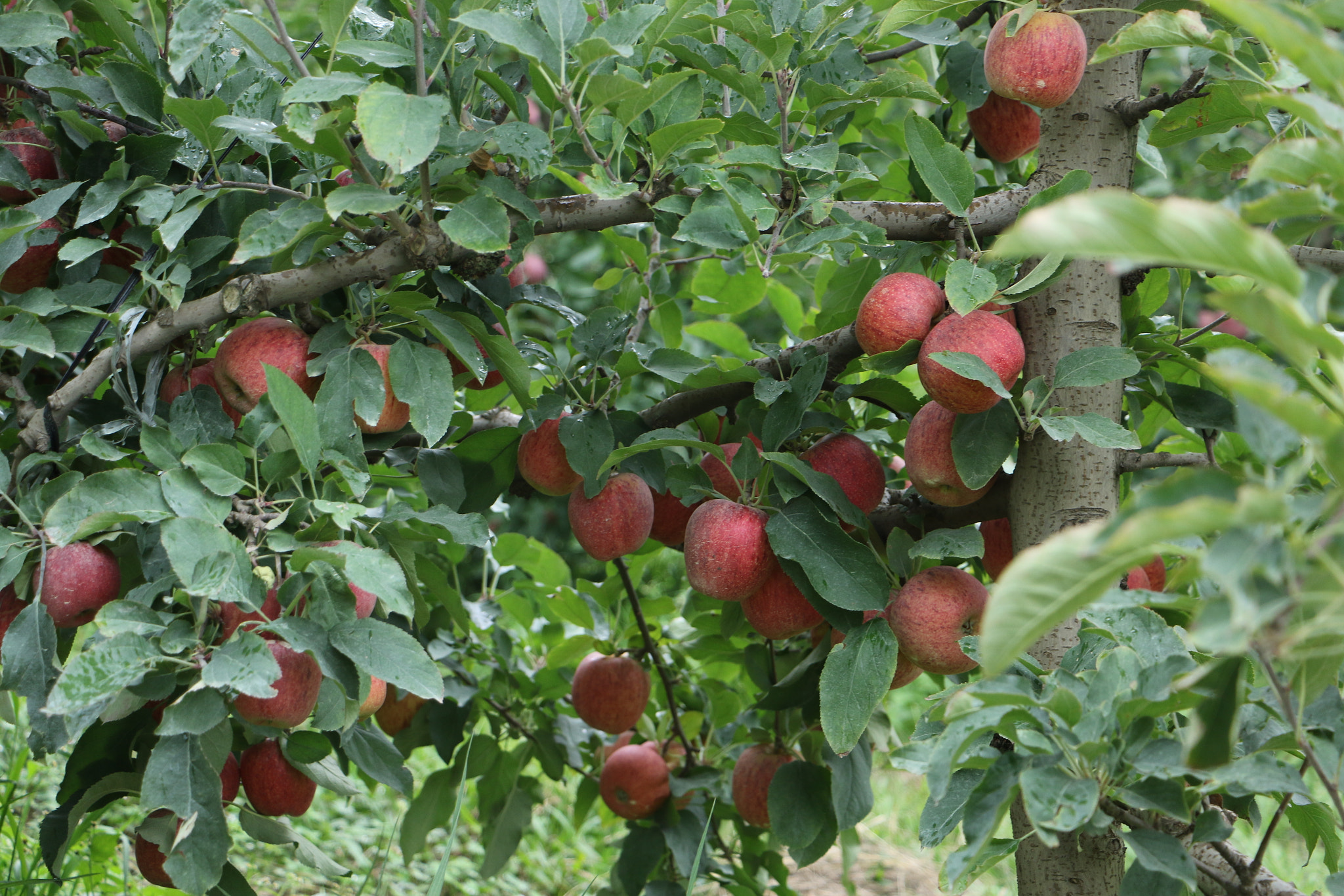 Canon EOS 7D Mark II sample photo. Apple tree photography