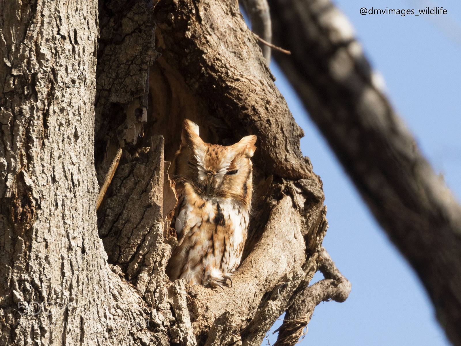 Canon EOS 7D Mark II sample photo. Eastern screech owl photography