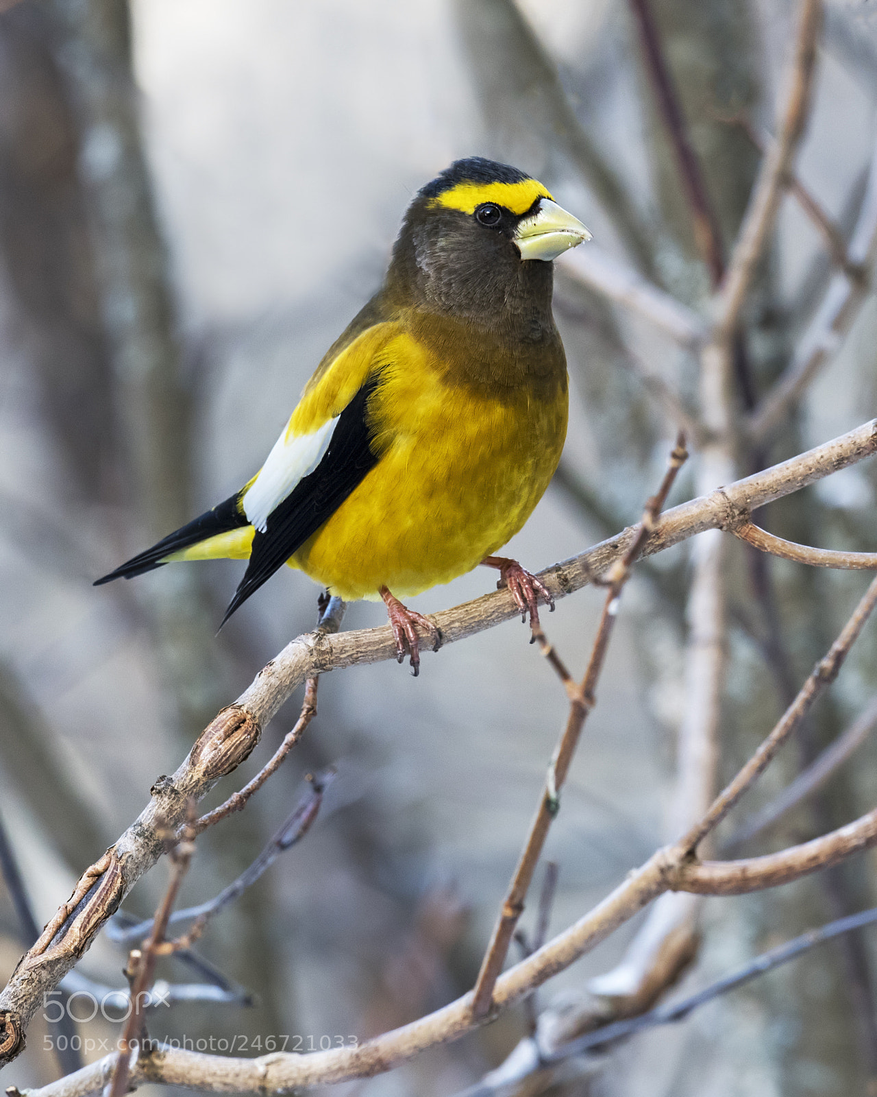 Nikon D850 sample photo. Evening grosbeak photography