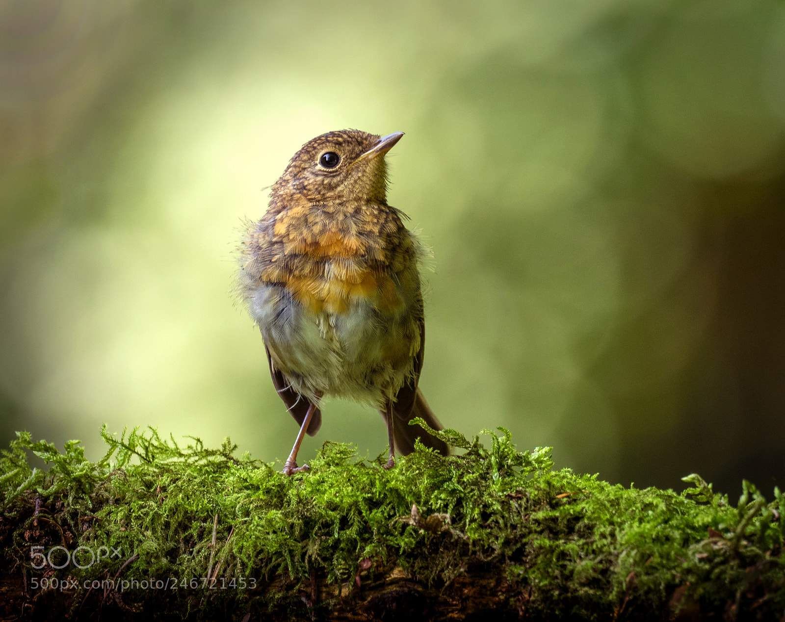 Olympus OM-D E-M1 sample photo. Robin in my garden photography