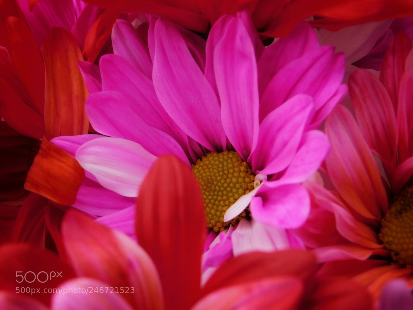 Nikon Coolpix B500 sample photo. Pretty petals photography
