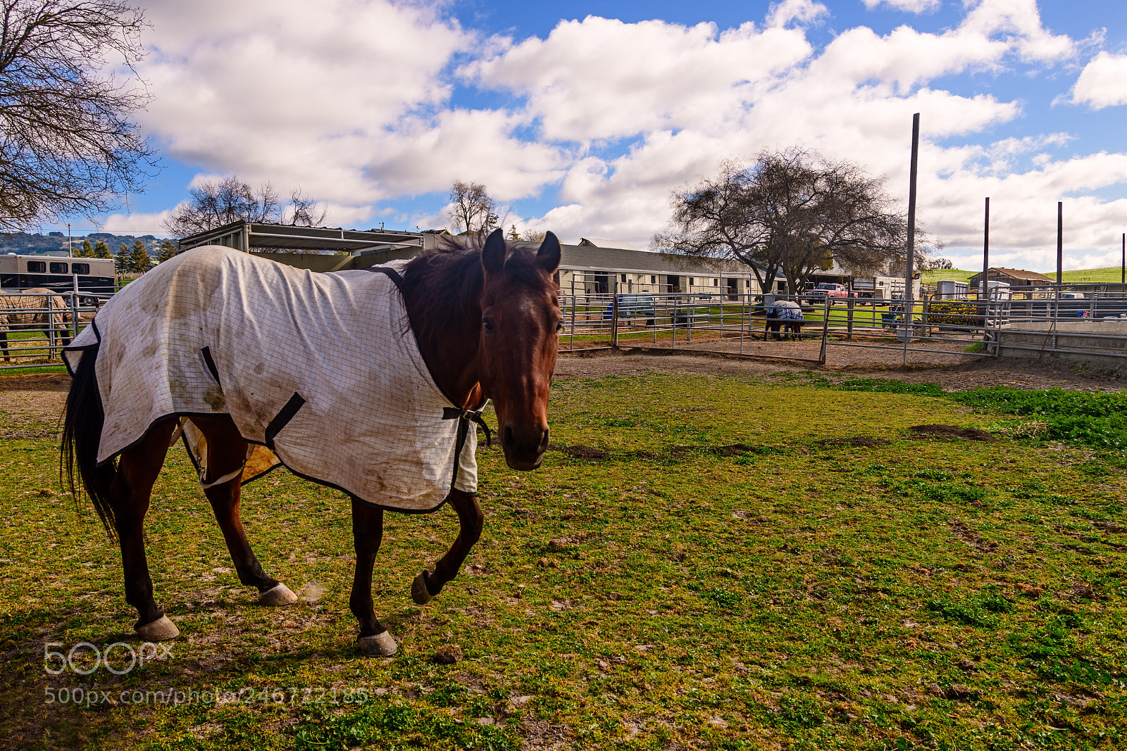 Nikon D850 sample photo. Farm life on the photography