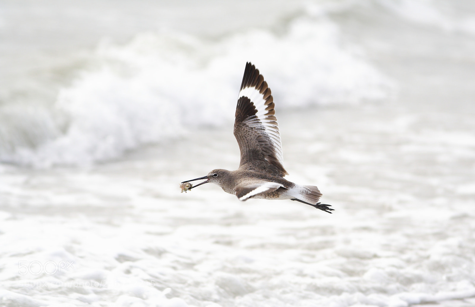 Canon EOS 350D (EOS Digital Rebel XT / EOS Kiss Digital N) sample photo. Willet flying with mole photography