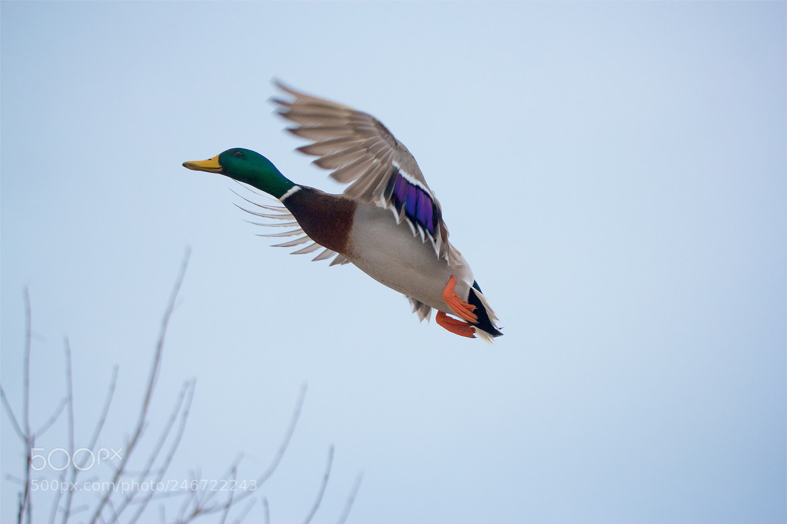 Canon EOS 550D (EOS Rebel T2i / EOS Kiss X4) sample photo. Mallard - 1 photography