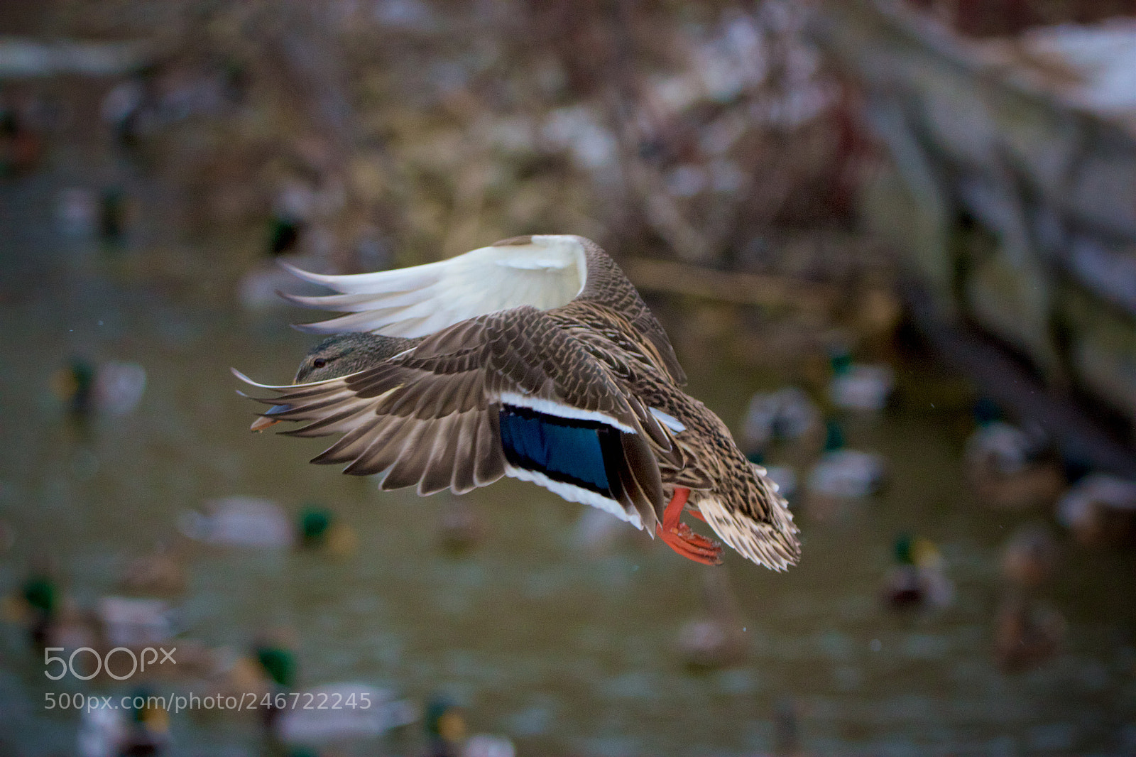 Canon EOS 550D (EOS Rebel T2i / EOS Kiss X4) sample photo. Mallard - 2 photography