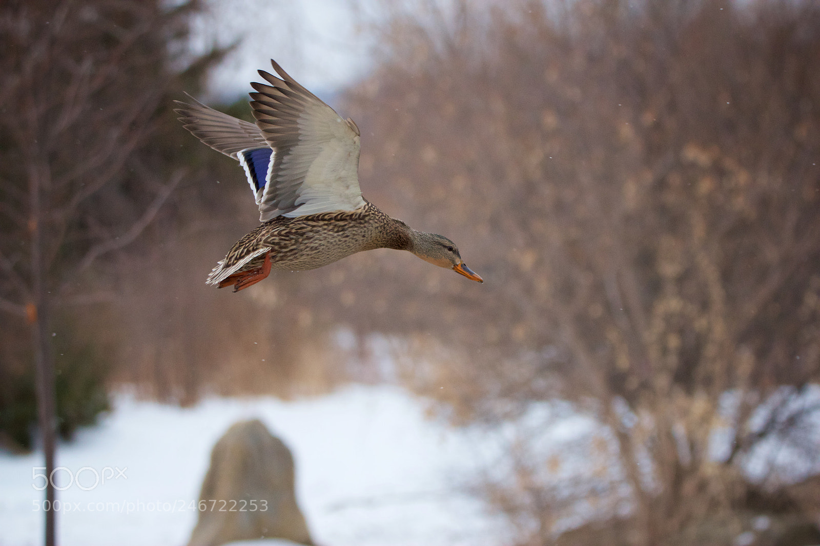 Canon EOS 550D (EOS Rebel T2i / EOS Kiss X4) sample photo. Mallard - 4 photography