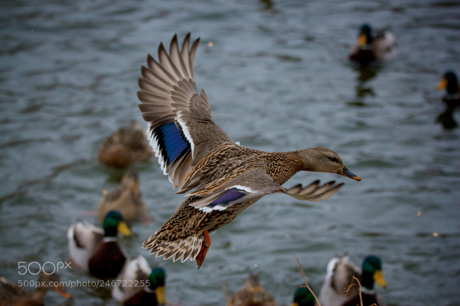 Canon EOS 550D (EOS Rebel T2i / EOS Kiss X4) sample photo. Mallard - 3 photography