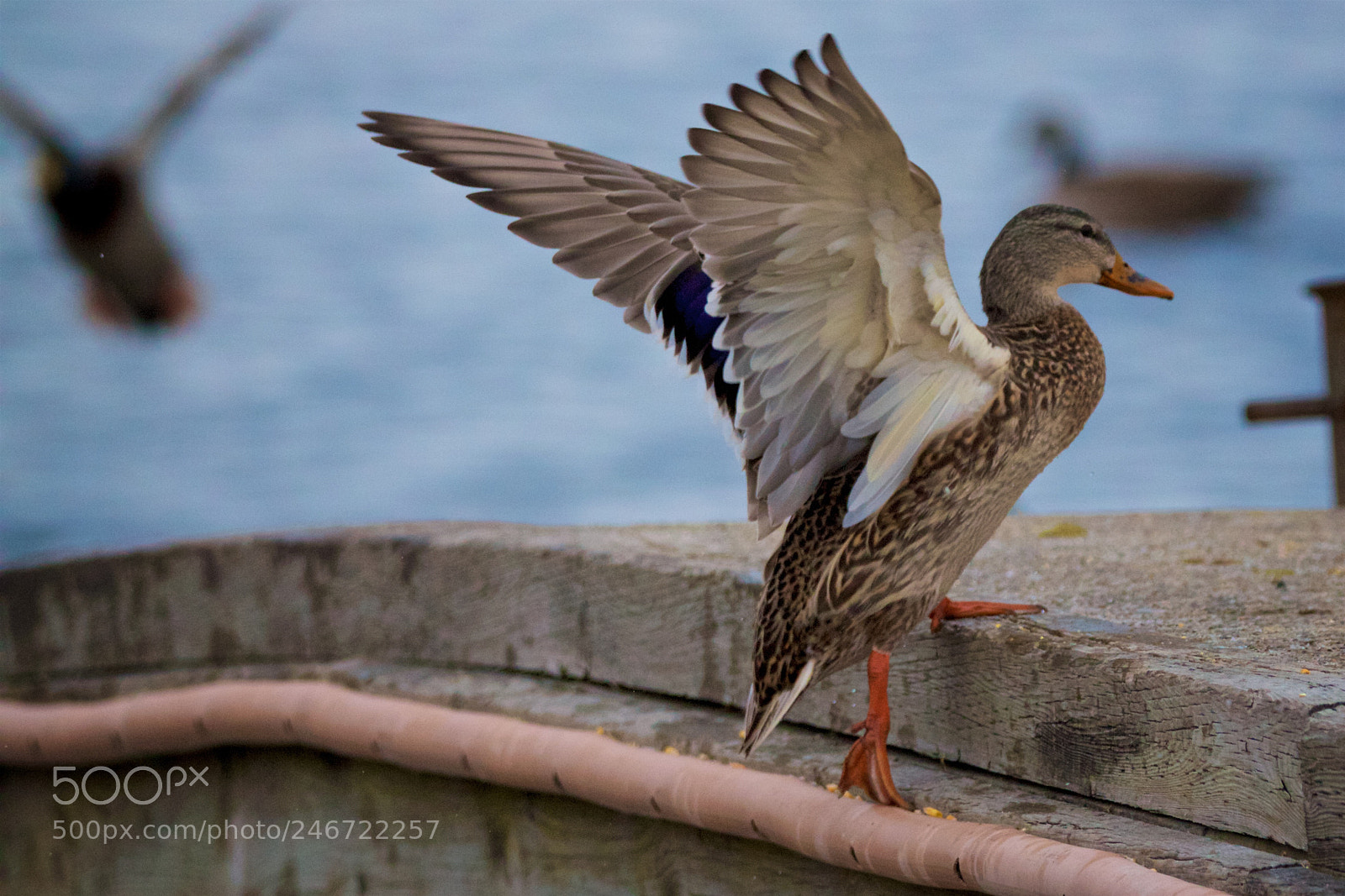 Canon EOS 550D (EOS Rebel T2i / EOS Kiss X4) sample photo. Mallard - 5 photography