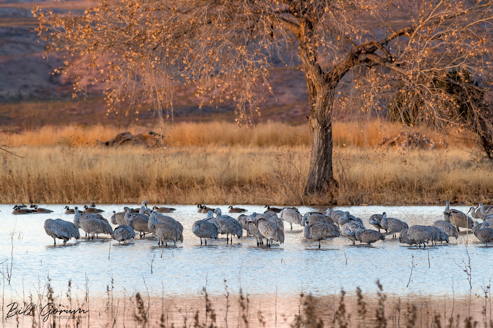 Nikon D500 sample photo. Roosting sandhill cranes photography