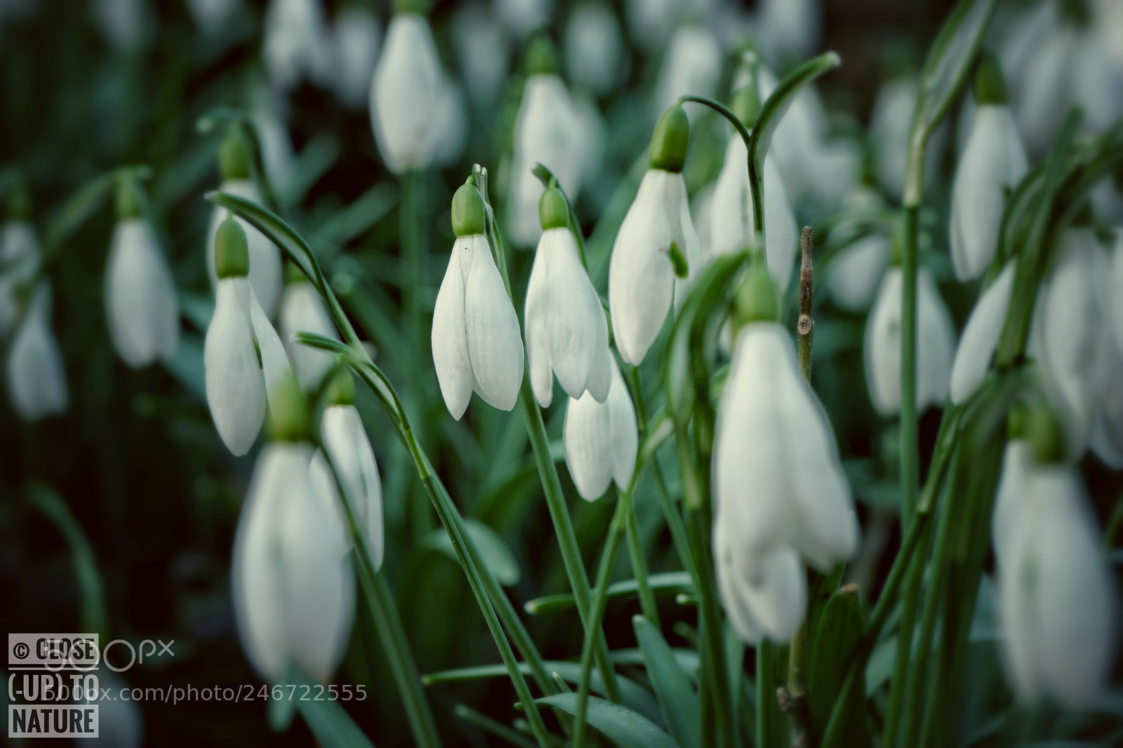 Samsung NX500 sample photo. Perce-neige (galanthus nivalis) (5) photography
