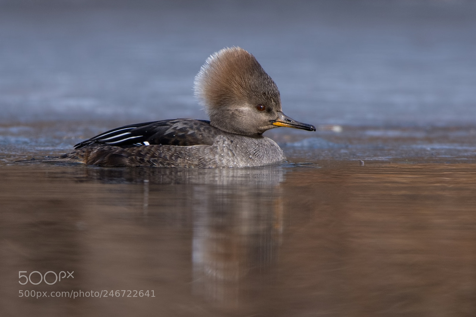 Nikon D7200 sample photo. Hooded merganser photography