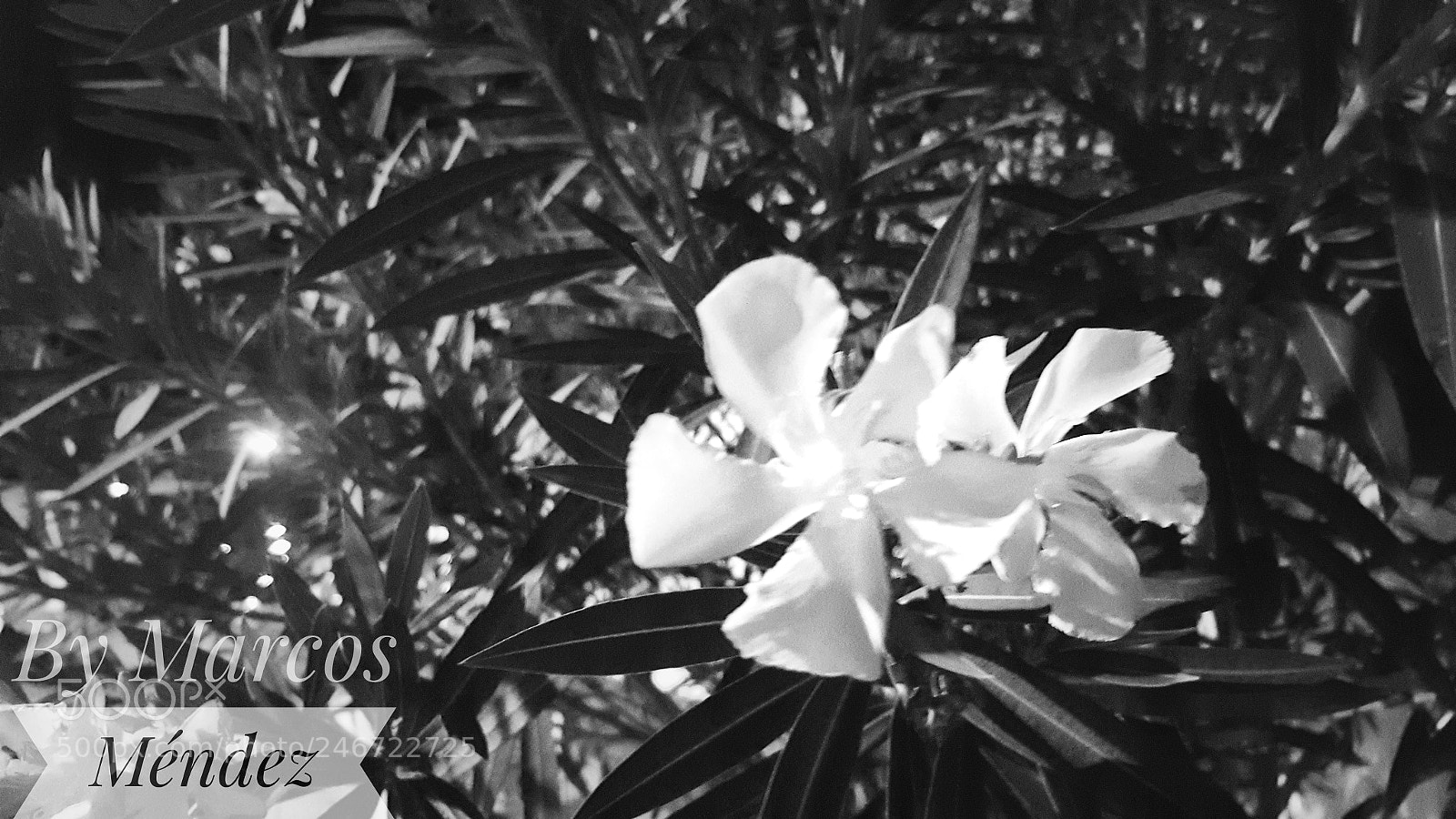 Samsung GALAXY S6 edge sample photo. Flower soul photography