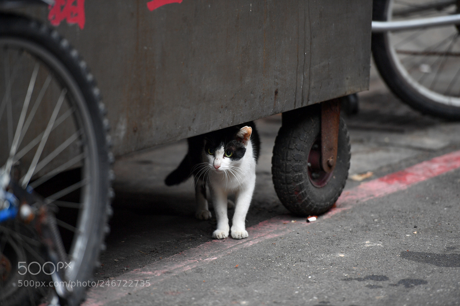 Nikon D5 sample photo. Cat photography