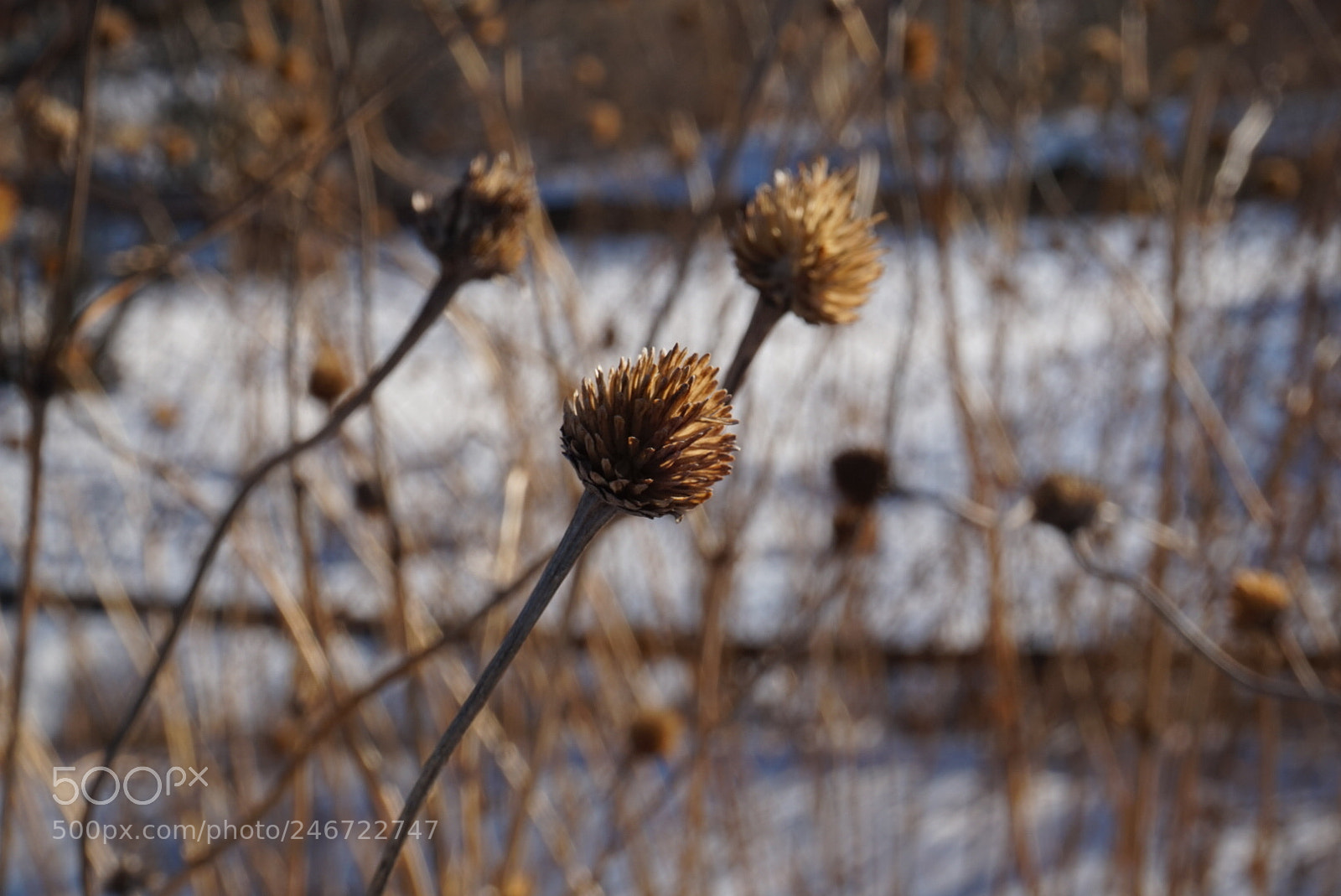Sony Alpha a5000 (ILCE 5000) sample photo. Untitled photography