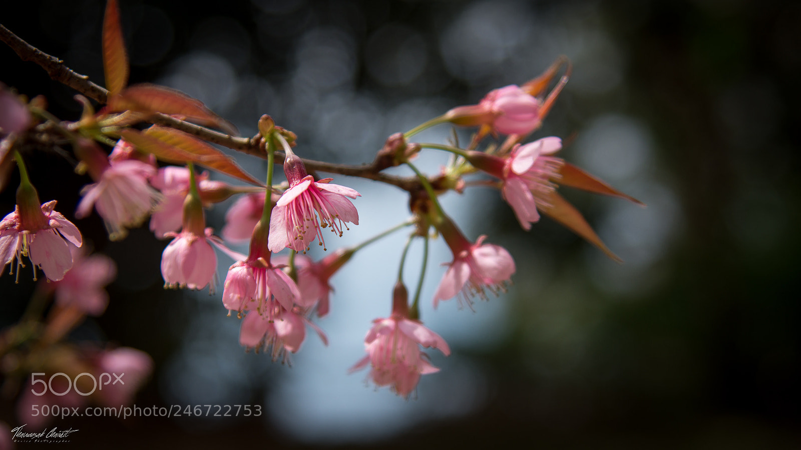 Nikon D7200 sample photo. Pink flower photography