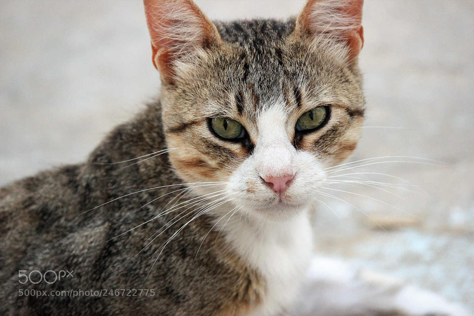 Canon EOS 600D (Rebel EOS T3i / EOS Kiss X5) sample photo. Img photography