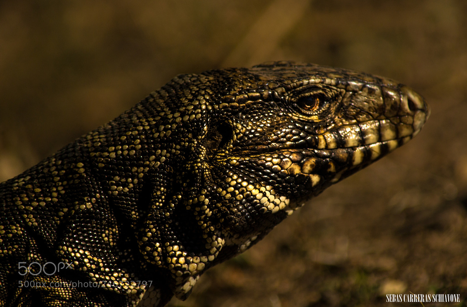 Nikon D3100 sample photo. Lagarto overo photography