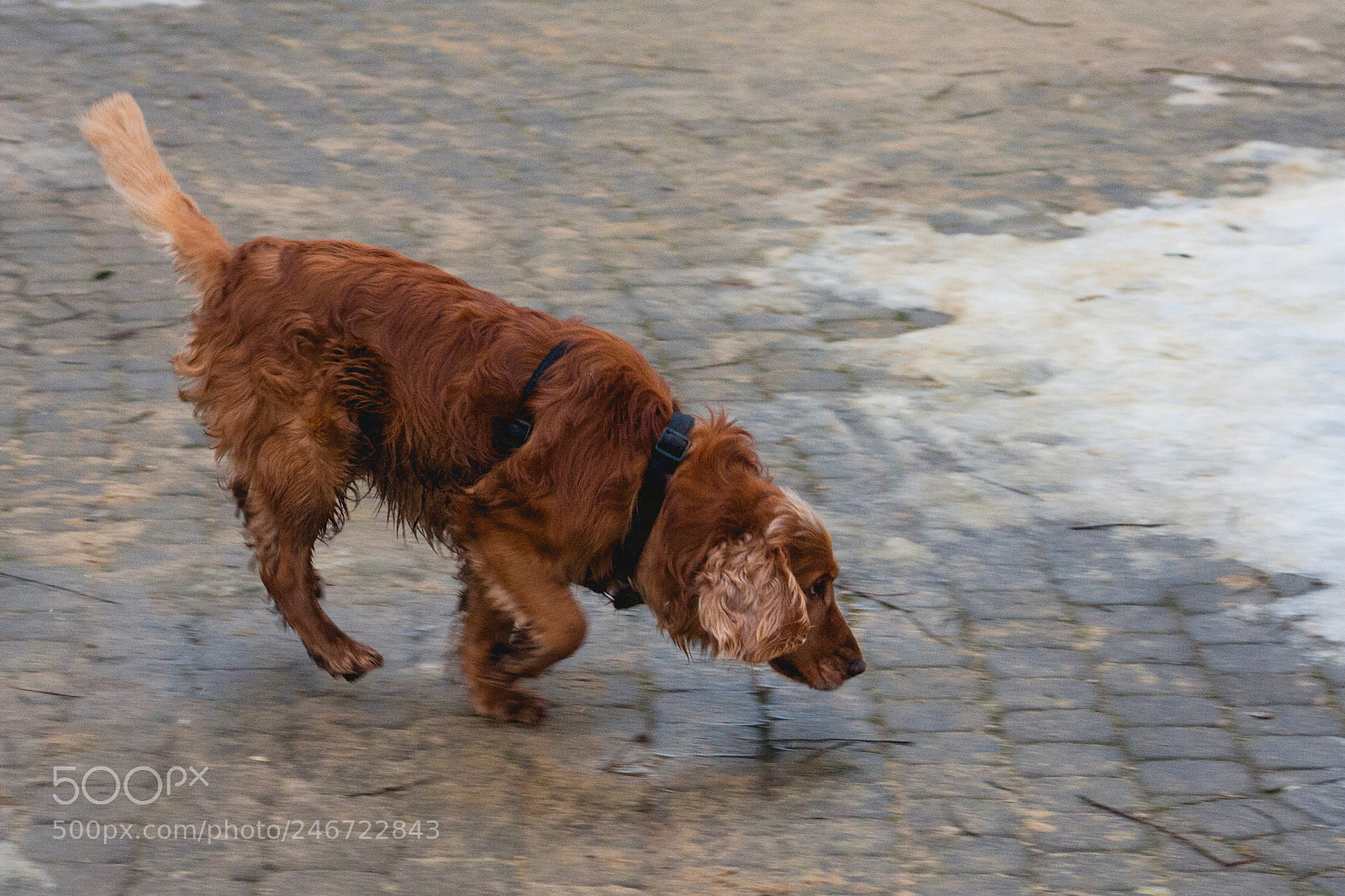 Canon EOS 40D sample photo. I captured this dog photography