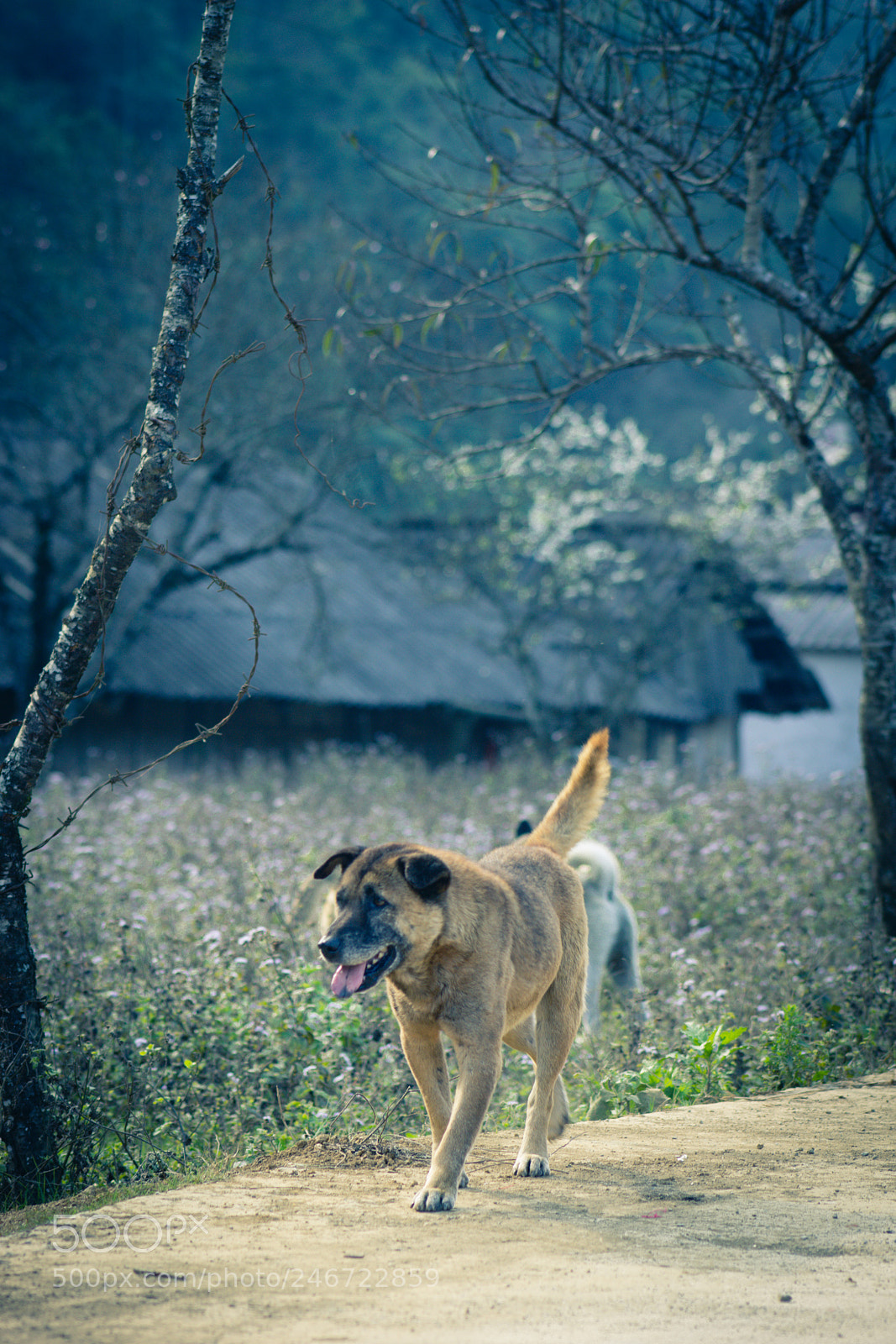Canon EOS 60D sample photo. Year of the dog photography