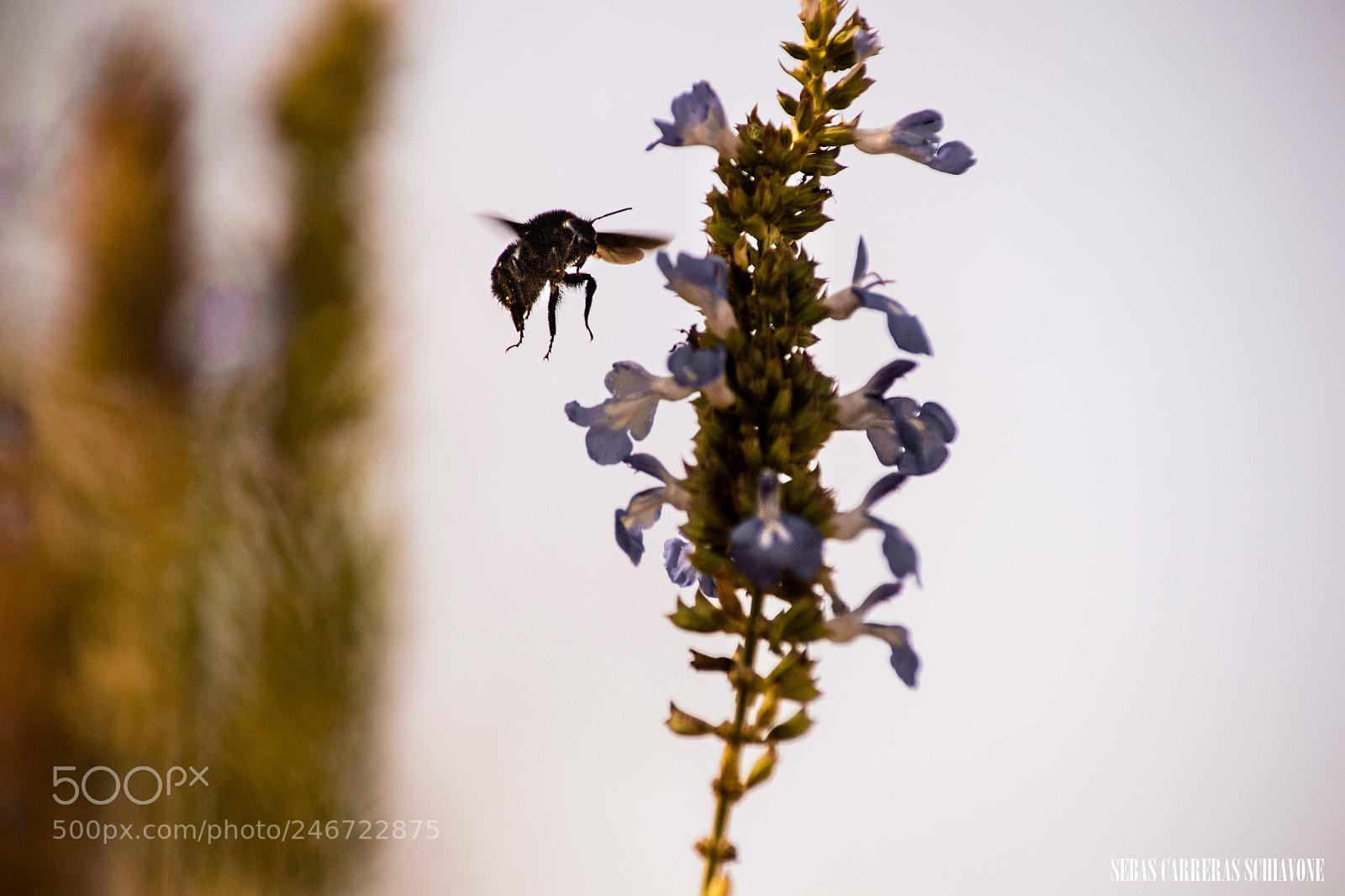 Nikon D3100 sample photo. Reserva ecol gica costanera photography