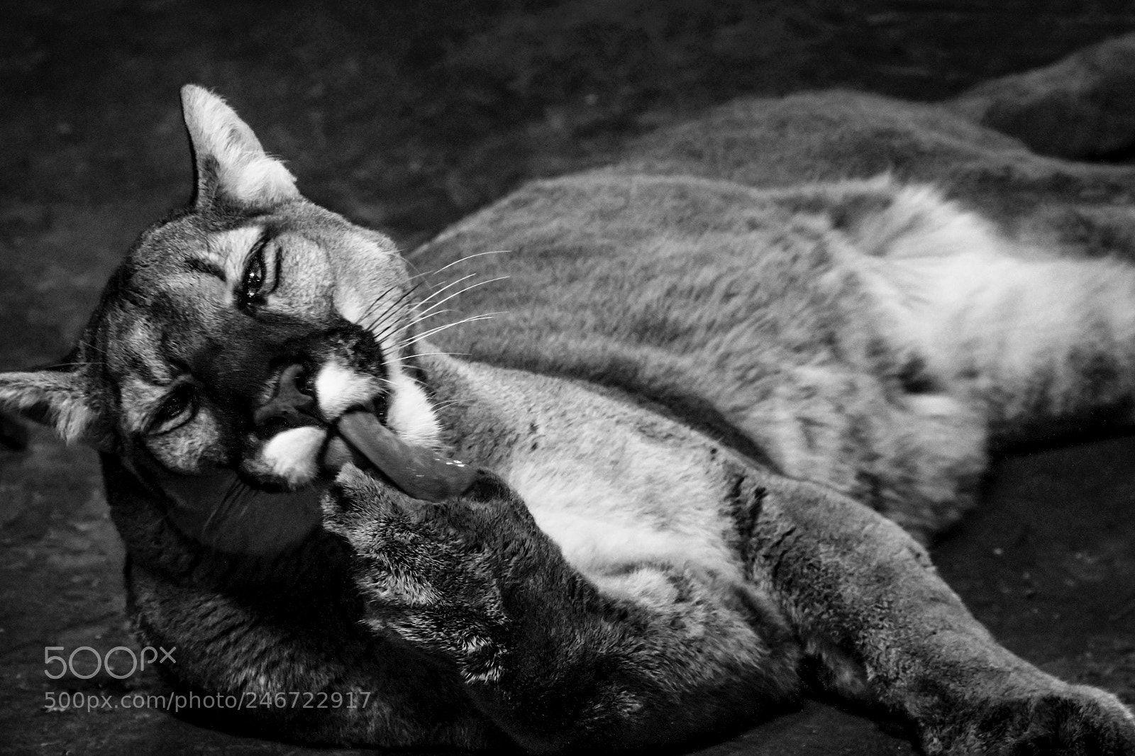 Fujifilm X-T2 sample photo. Cougar at rest photography