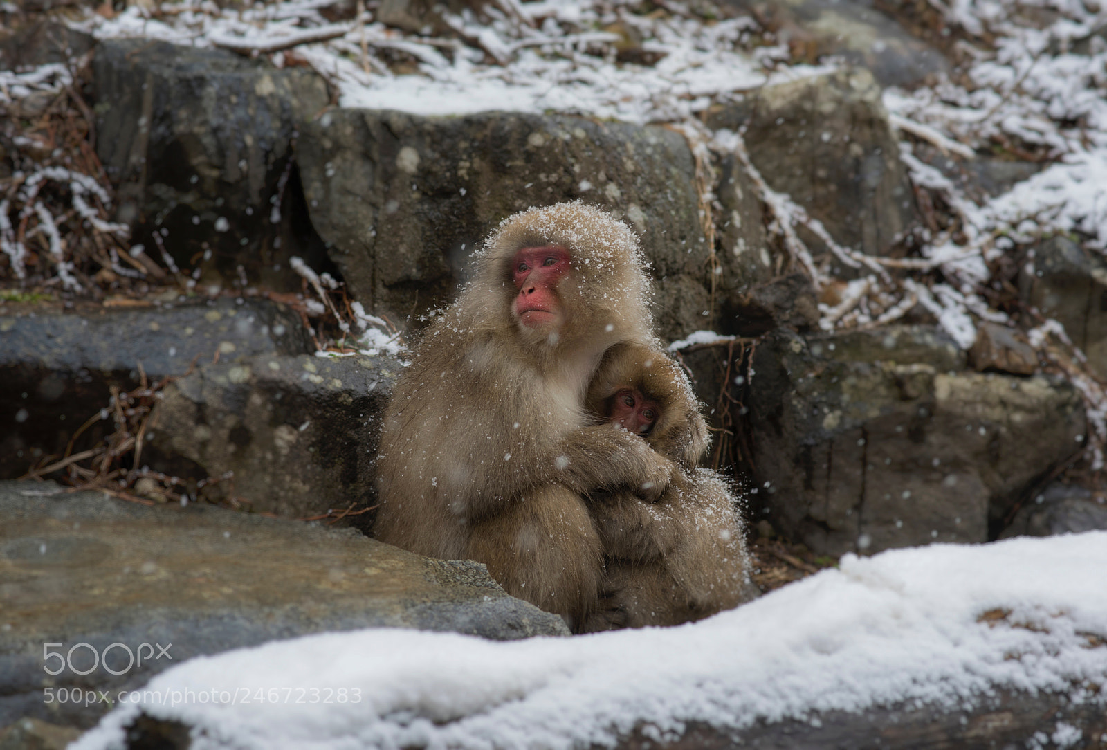 Nikon D810 sample photo. A mother knows best... photography