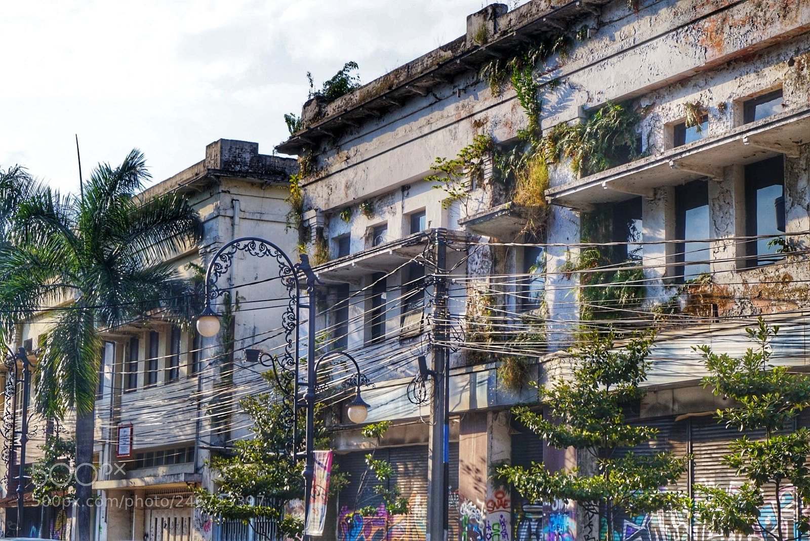 Sony Alpha a5000 (ILCE 5000) sample photo. Urban jungle photography