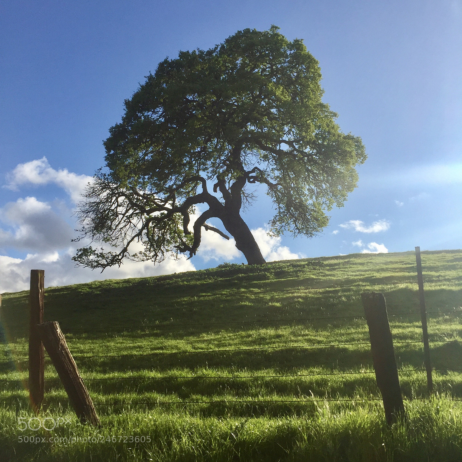 Apple iPhone 6 sample photo. Oak #5 photography