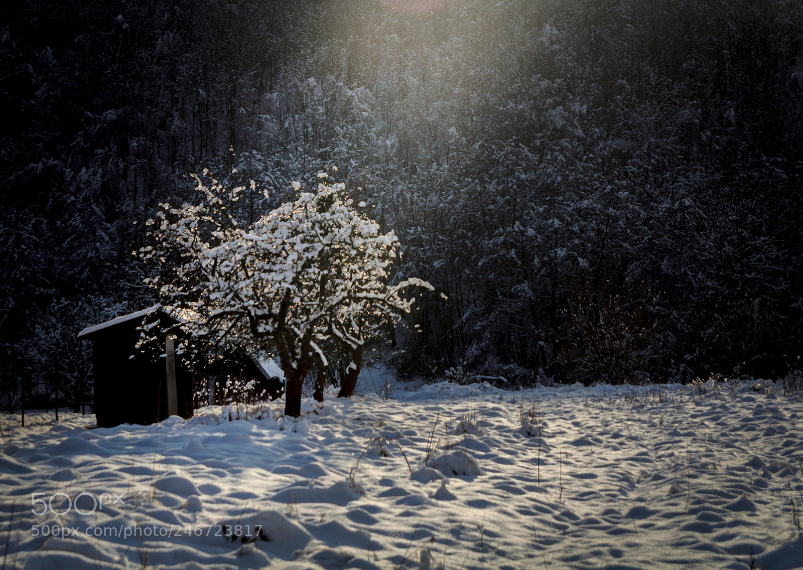 Canon EOS 600D (Rebel EOS T3i / EOS Kiss X5) sample photo. Light up that tree photography