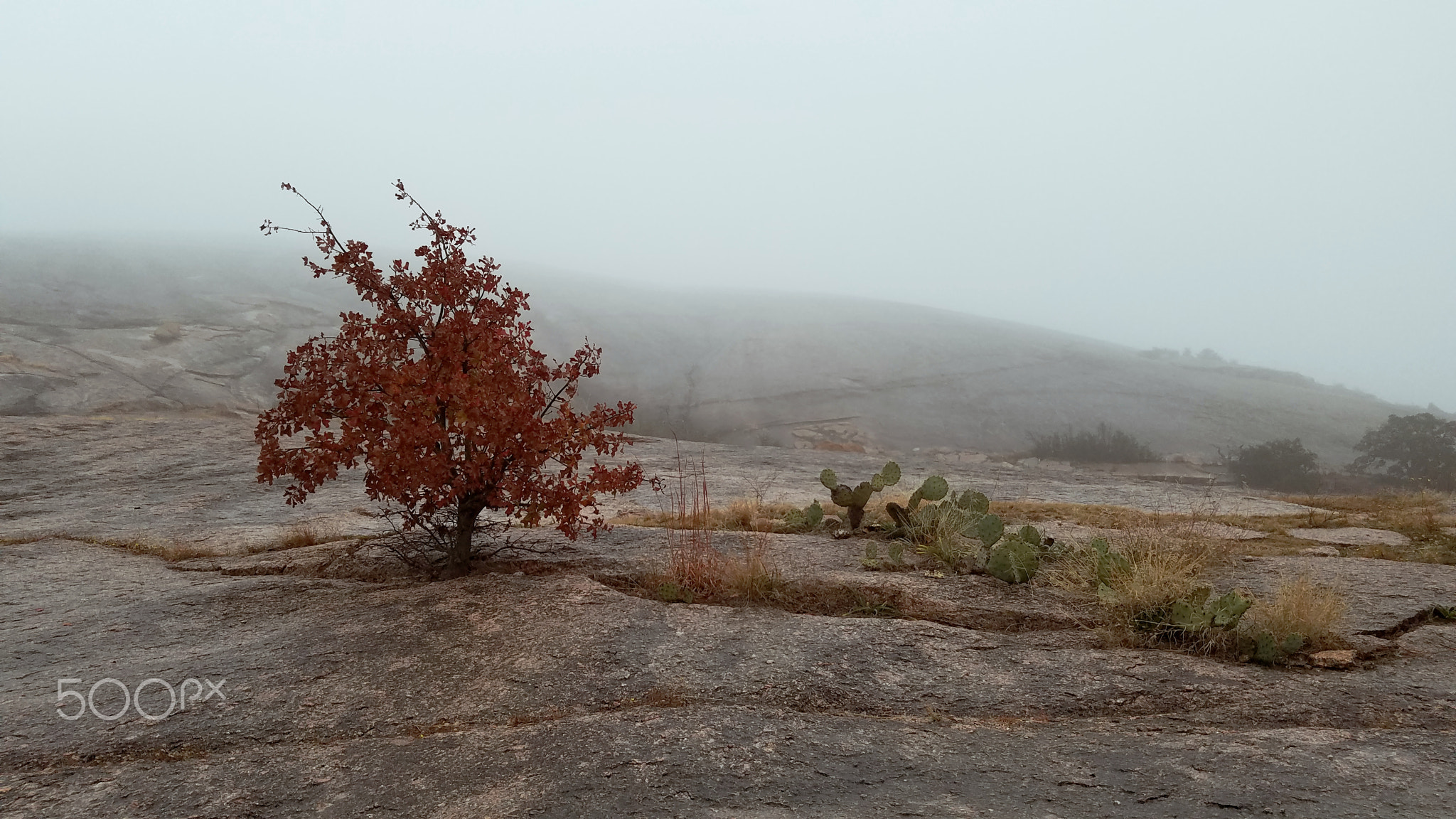 Enchanted Fog