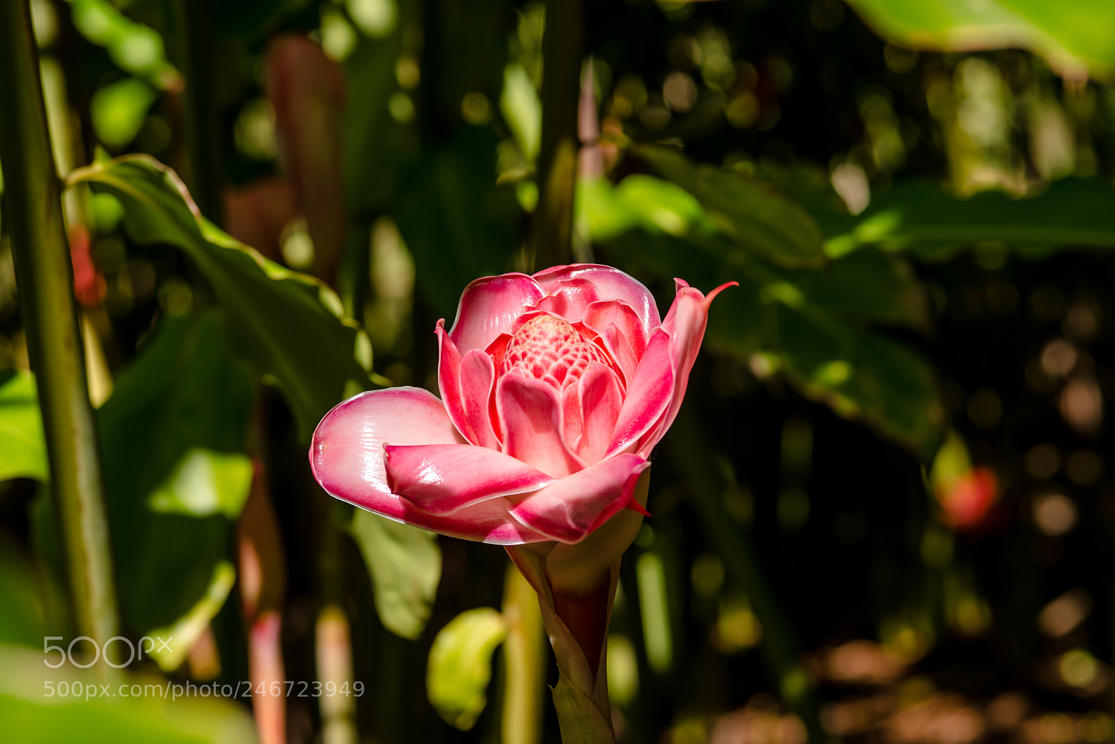 Nikon D800E sample photo. Porcelain rose photography
