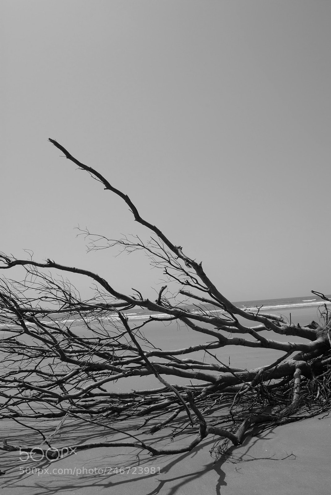 Nikon D3000 sample photo. Dry-wood photography