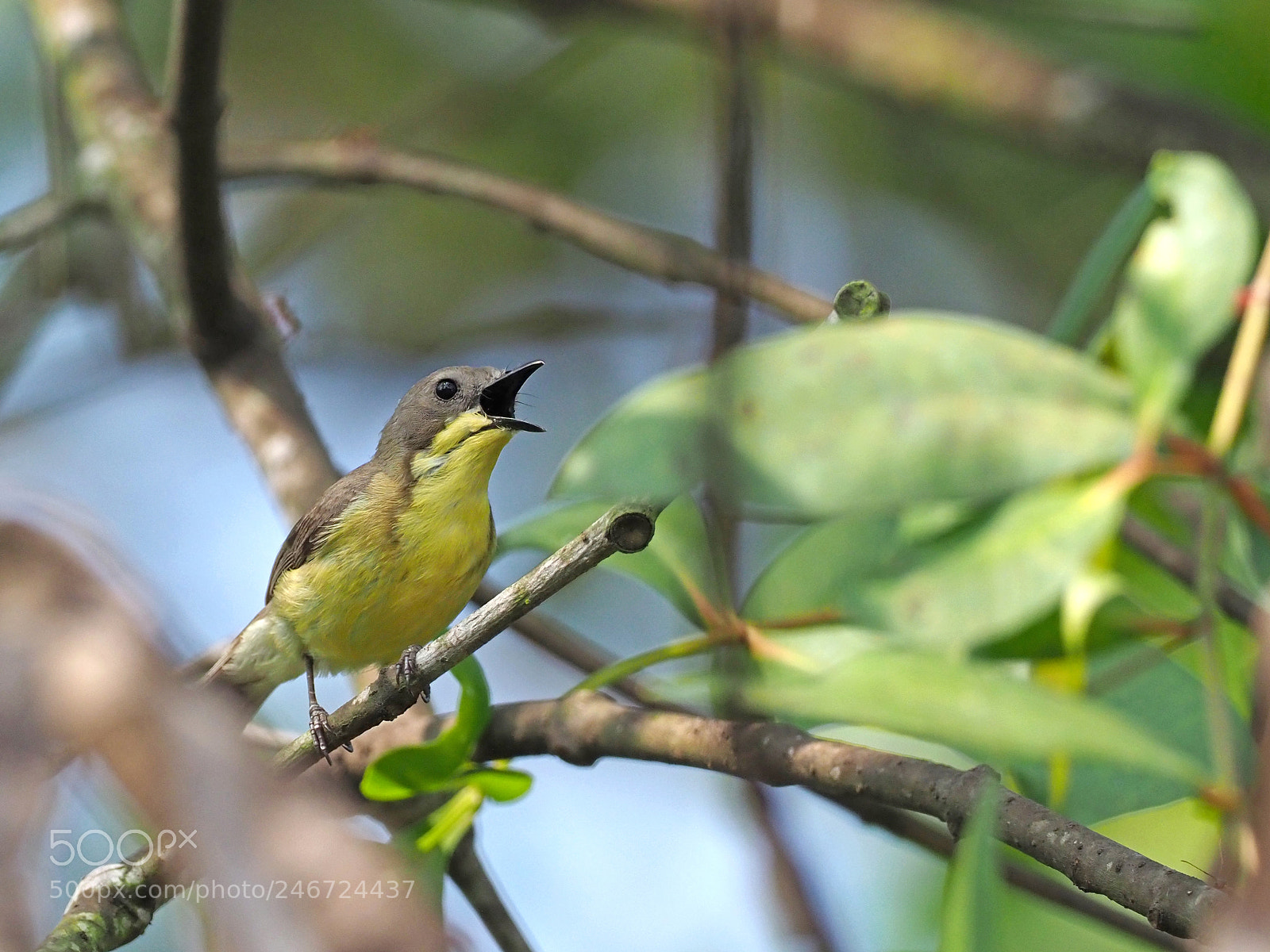 Olympus OM-D E-M1 Mark II sample photo. Golden-bellied gerygone photography