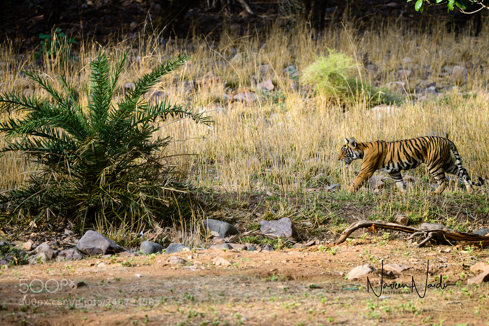Nikon D800 sample photo. Tiger photography