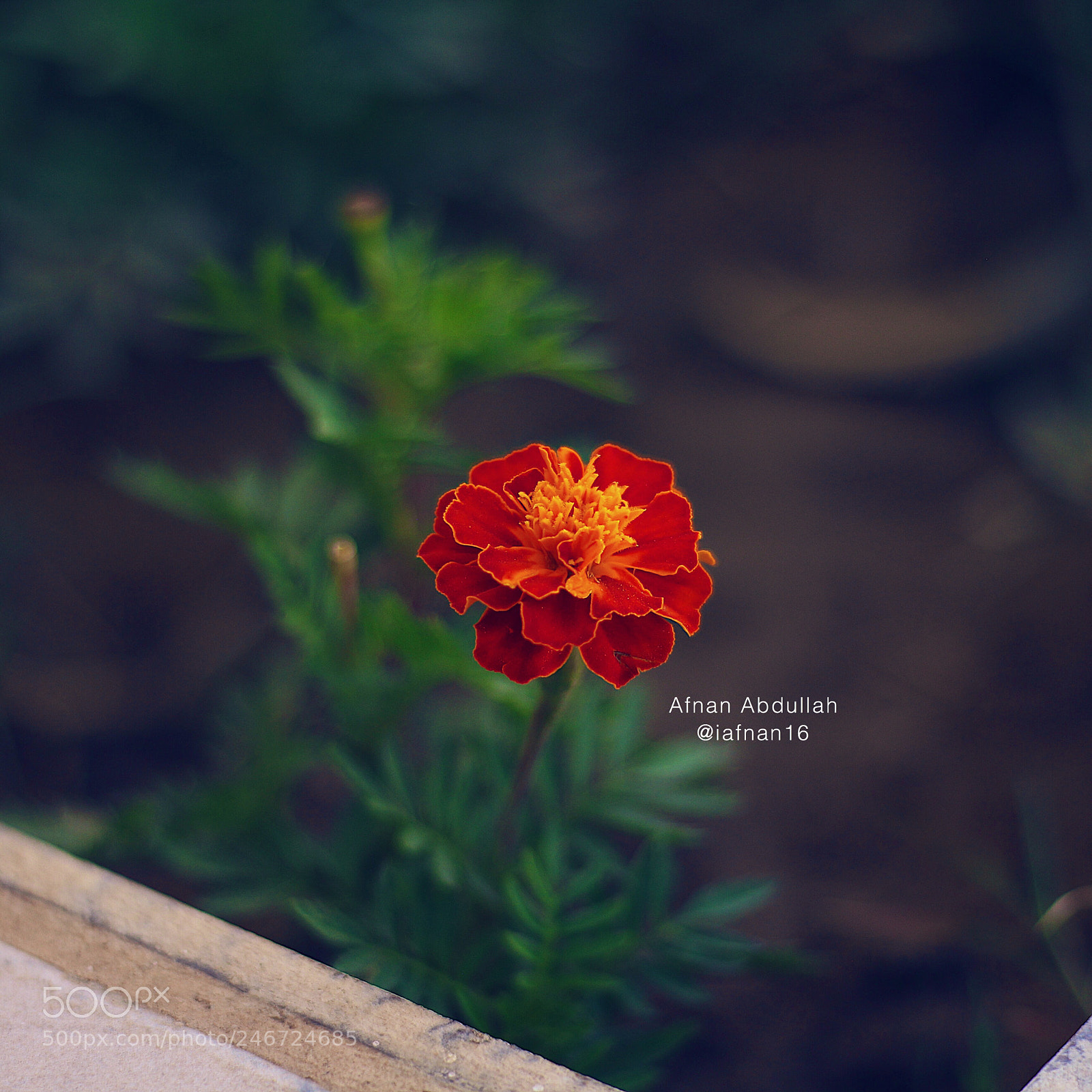 Canon EOS 650D (EOS Rebel T4i / EOS Kiss X6i) sample photo. Untitled photography