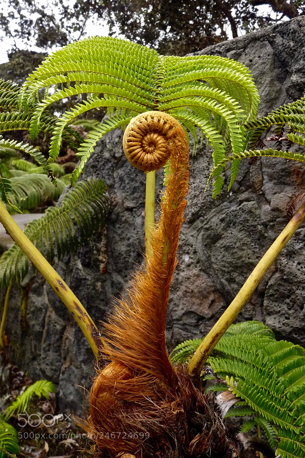 Panasonic Lumix DMC-FZ28 sample photo. 'ama'u fern unfurling photography
