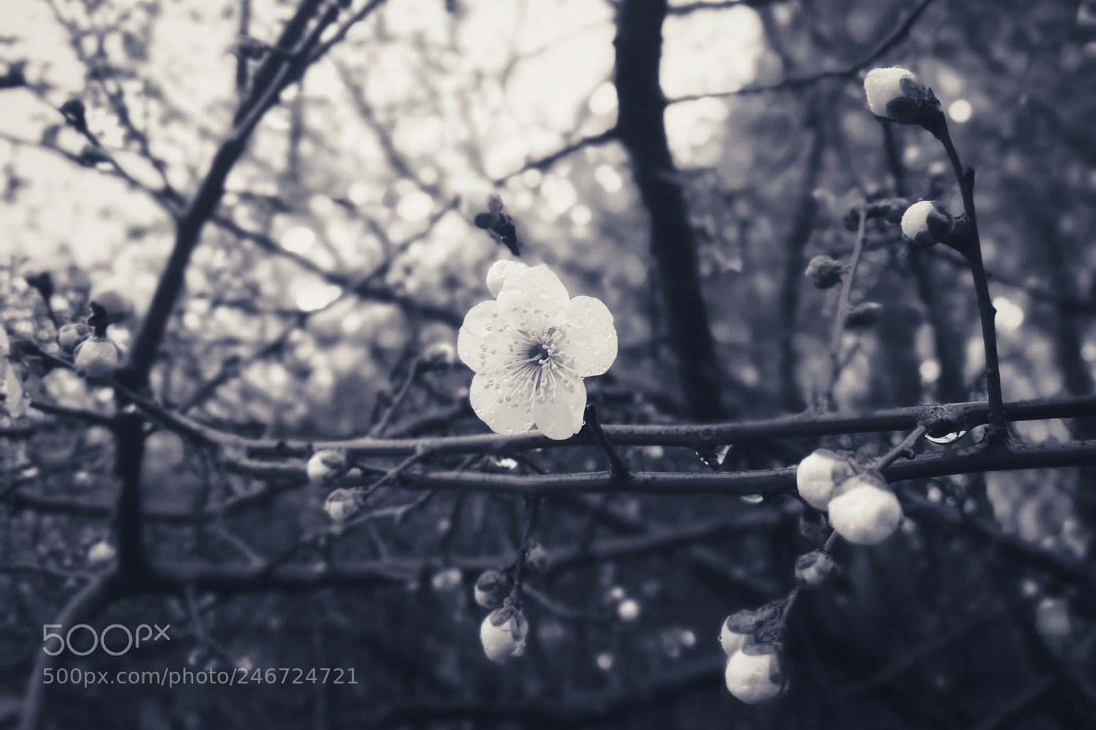 HUAWEI P10 sample photo. Flower photography