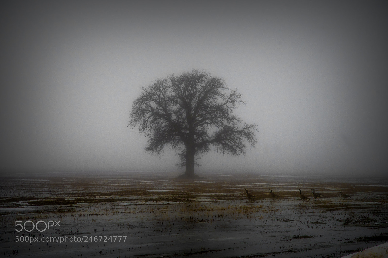 Nikon D500 sample photo. Tree in the mist photography
