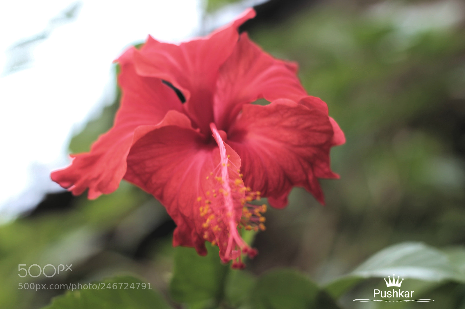 Canon EOS 1200D (EOS Rebel T5 / EOS Kiss X70 / EOS Hi) sample photo. China rose photography
