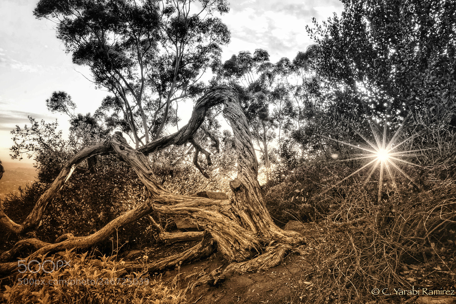 Nikon D5200 sample photo. Duo colors photography