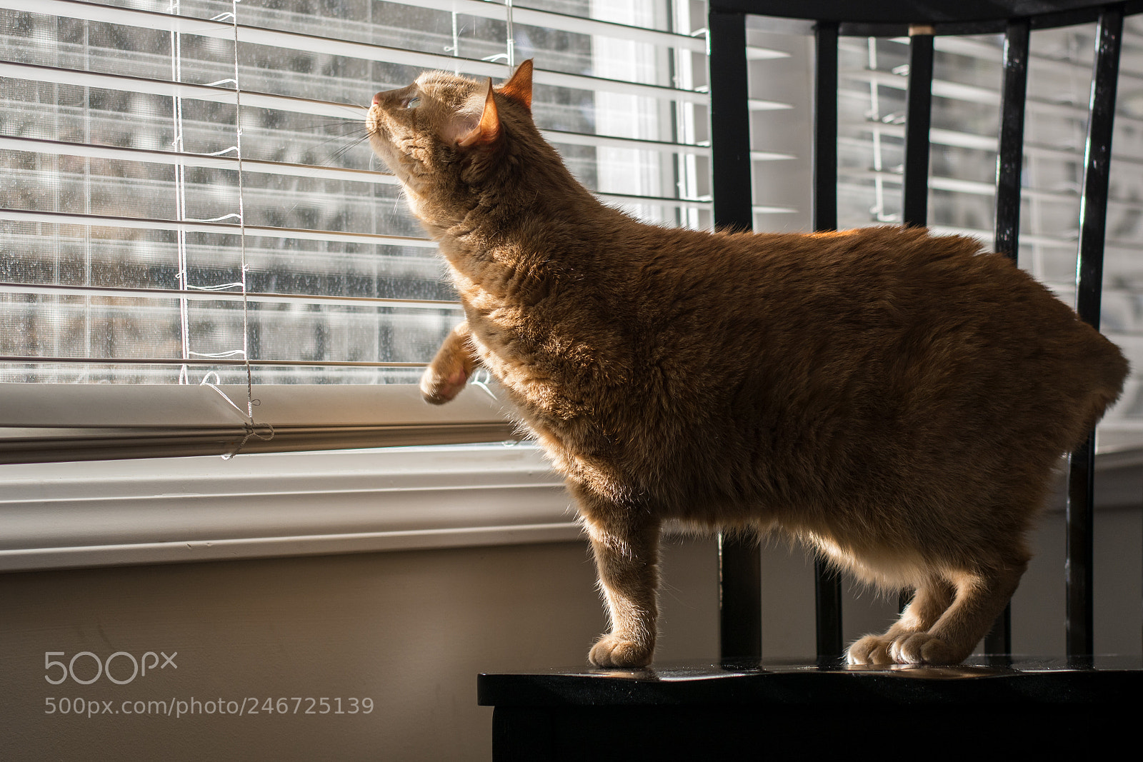 Nikon D7100 sample photo. At the window photography